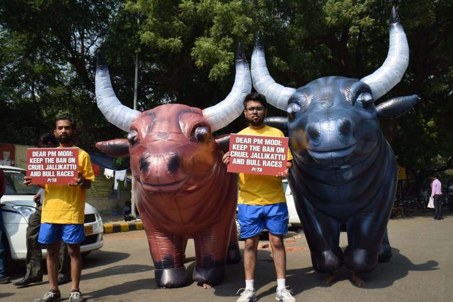 New Delhi: PETA activists stage a demonstration against Jallikattu in New Delhi, on Oct 26, 2016. (Photo: IANS)
