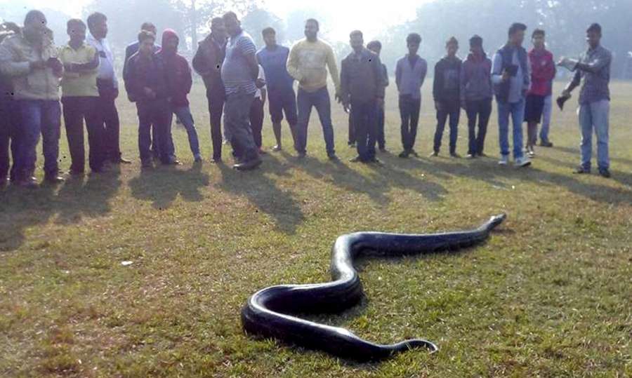 Guwahati: A 20 feet long python that was found inside Oil India Pipeline at Pathar Quarry in Guwahati on Dec 22, 2016. (Photo: IANS)