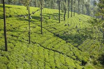 View of tea pickers on tea plantation, Nuwara Eliya, Sri Lanka by . 