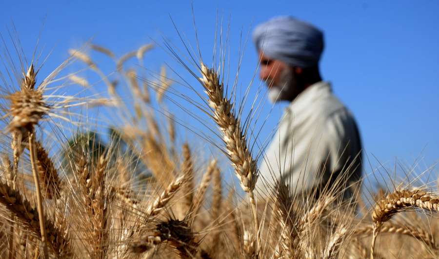 Amritsar: A farmer inspects ears of wheat plants on Baisakhi in Amritsar, on April 13, 2016. (Photo: IANS) by . 