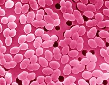 SEM of Gram-positive Enterococcus bacteria by .