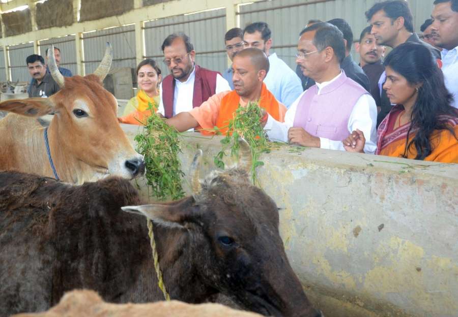 Lucknow: Uttar Pradesh Chief Minister Yogi Adityanath visits to a cow shelter run by his predecessor Akhilesh Yadav's step-brother Prateek and his wife Apana Yadav, in Lucknow on March 31, 2017. Also seen Uttar Pradesh Minister Swati Singh and Samajwadi Party leader Aparna Yadav. (Photo: IANS) by . 
