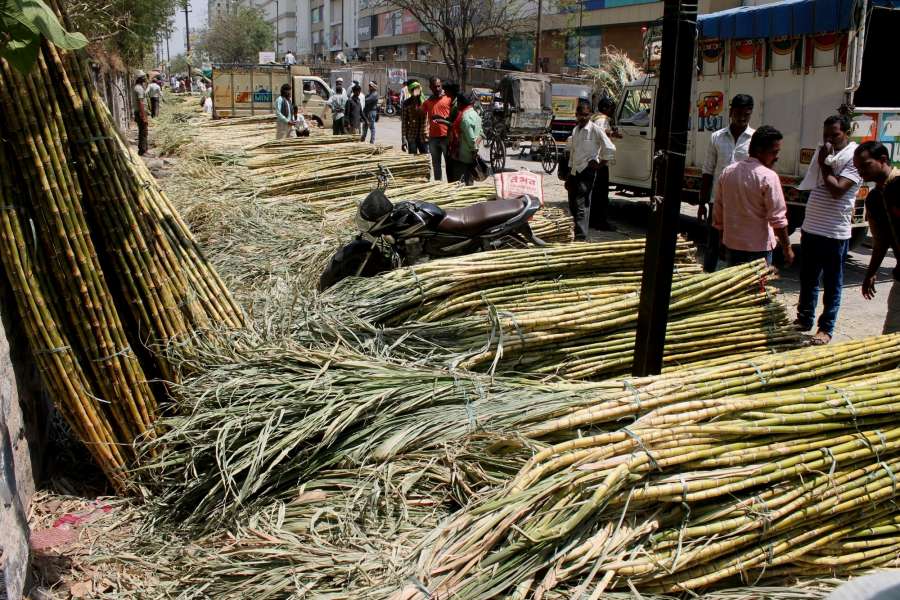 Nagpur: Sugarcane arrive at a Nagpur market on March 30, 2017. (Photo: IANS) by . 