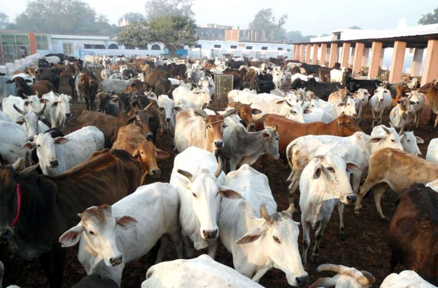 Cows at a cowshed. (File Photo: IANS) by .