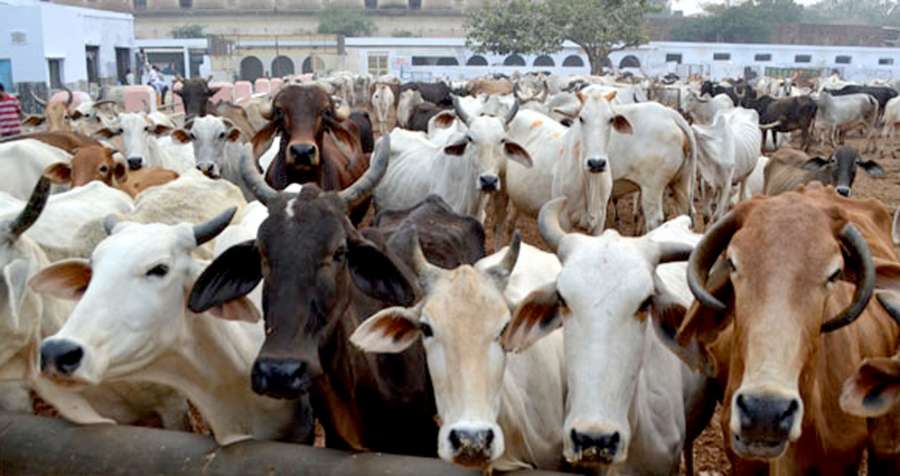 Cows at a cowshed. (File Photo: IANS) by . 