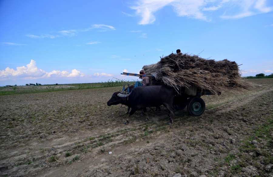 Palashbari: A farmer carries dry jute sticks on his buffalo cart at Palashbari, Assam on Sept 25, 2016. (Photo: IANS) by .