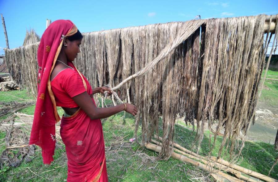 Palashbari: A woman dries sheaf of jute at Palashbari, Assam on Sept 25, 2016. (Photo: IANS) by .
