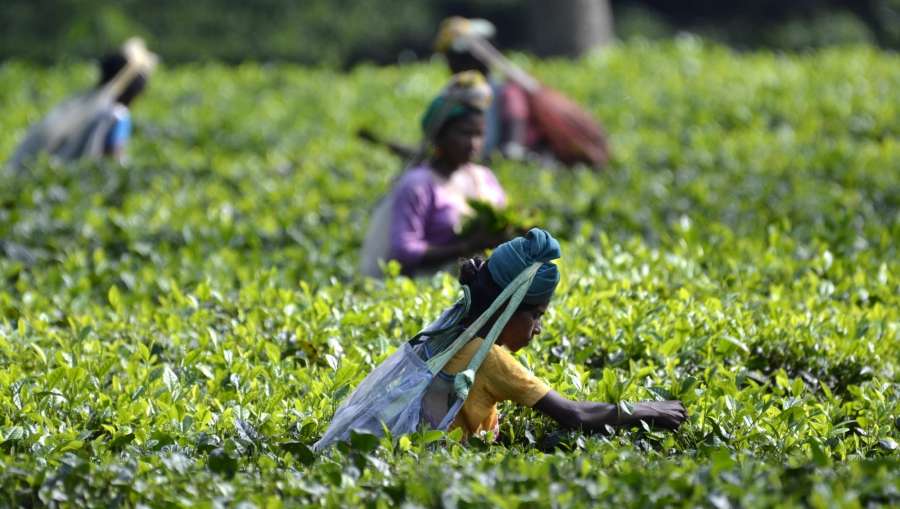 Kaziranga: A tea garden worker plucks new tea leaves at a tea estate in Kaziranga on Oct 1, 2016. (Photo: IANS) by . 