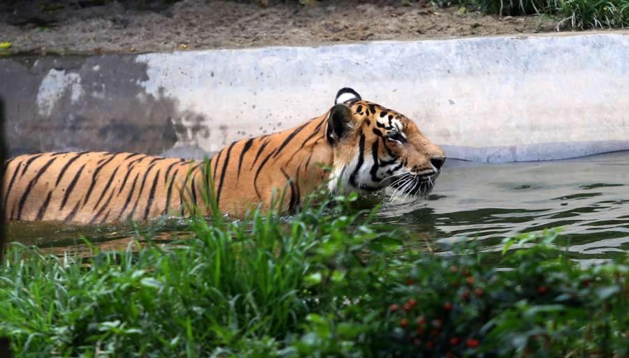 KATHMANDU, July 29, 2017 (Xinhua) -- A Royal Bengal Tiger cools itself at Central Zoo on International Tiger day in Kathmandu, Nepal, July 29, 2017. (Xinhua/Sunil Sharma/IANS) by .