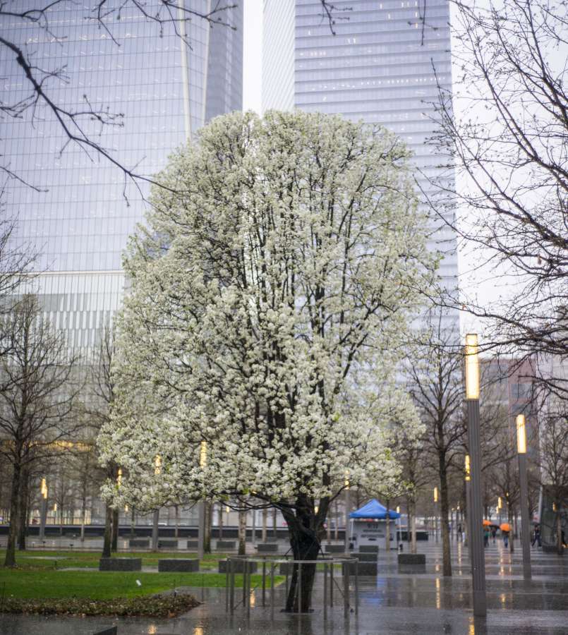 2015 spring time on memorial plaza. by .