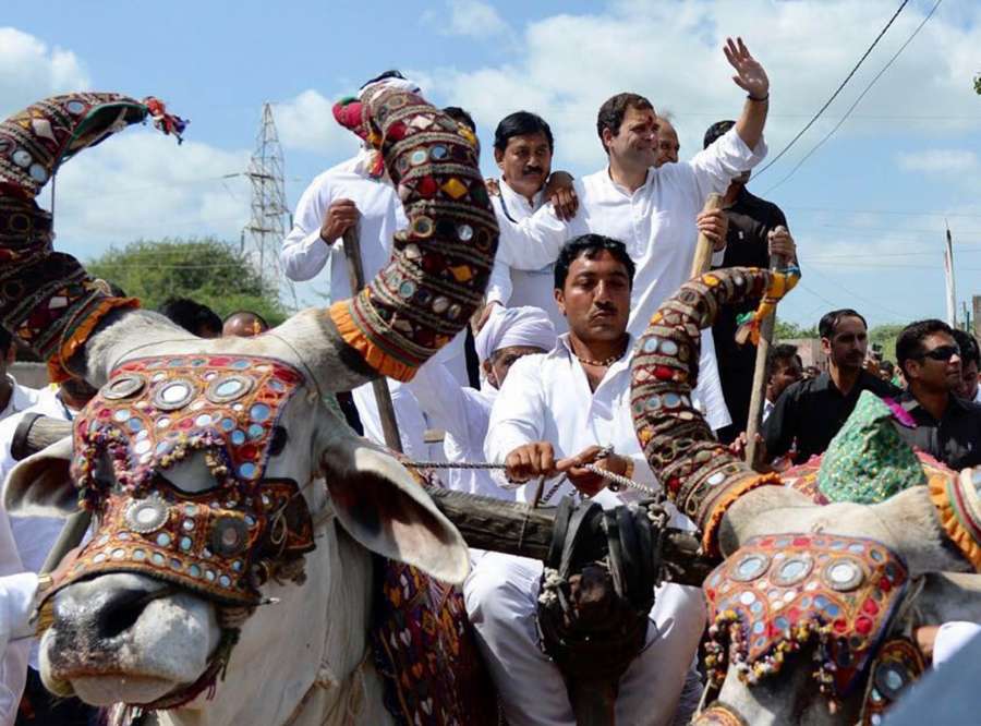 Hanjadapar: Congress Vice President Rahul Gandhi rides a bullock cart during a road show at Hanjadapar village in Dwarka district of Gujarat on Sept 25, 2017. (Photo: IANS) by .