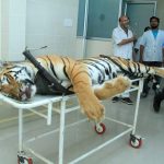 Nagpur: The carcass of tigress Avni or T1 arrives for an autopsy at Gorewada Rescue Centre in Nagpur on Nov 3, 2018. Avni or T1, who is believed to be responsible for killing and devouring 13 humans in the Pandharkawada- Ralegaon forests of Yavatmal district in eastern Maharashtra over the last two years. In September this year, the Supreme Court had said Avni or T1, as she is called, could be shot at sight, which prompted a flurry of online petitions seeking pardon for the tigress. (Photo: IANS) by . 