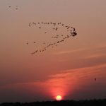 Santa Cruz: A murmuration of birds during sunset in Goa's Santa Cruz village on Oct 30, 2018. (Photo: IANS) by . 