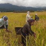 Ziro: Farmers busy in the harvest of paddy crop at an agricultural field, in Arunachal Pradesh's Ziro on Sept 26, 2018. (Photo: IANS) by .