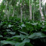 Betel leaf cultivation in an agroforestry matrix. Photo by Biang Syiem. by .