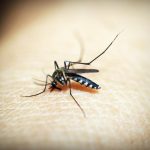 Mosquito. by .