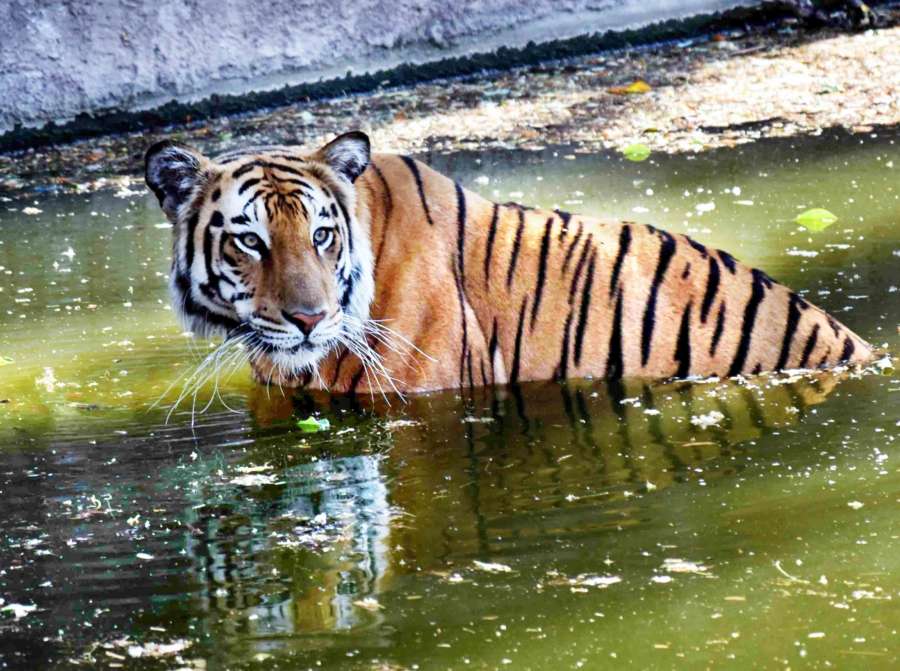 Royal Bengal Tiger. (File Photo: IANS) by . 