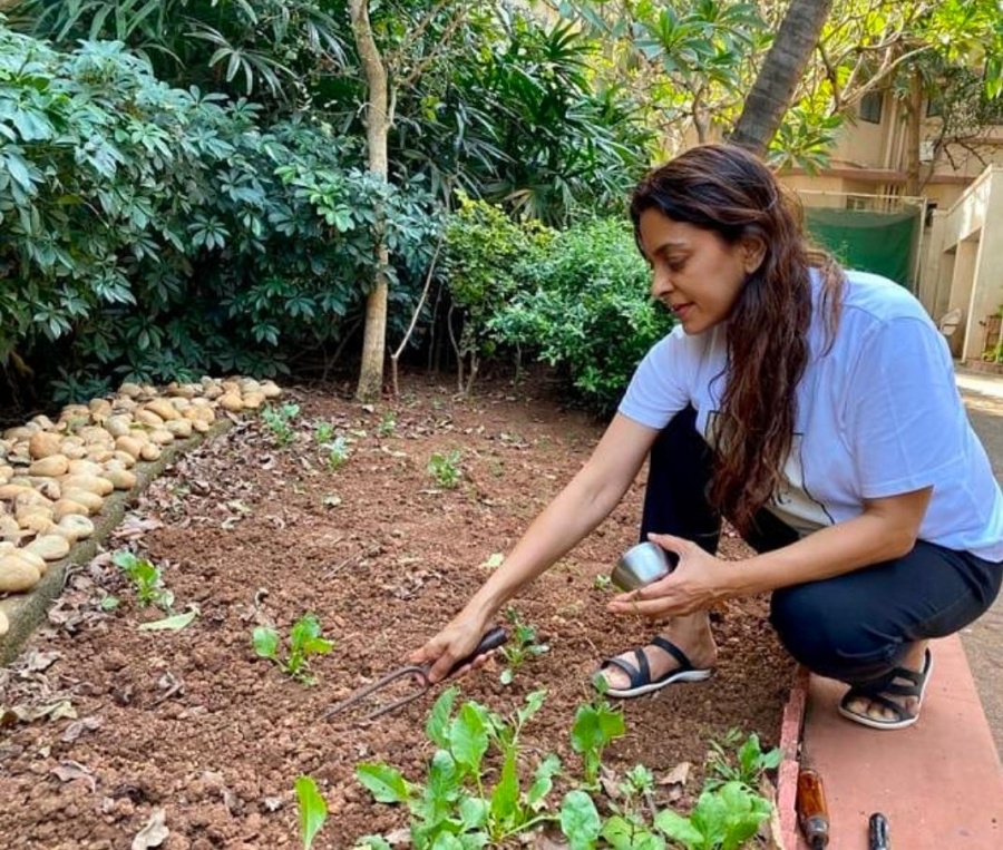 Lockdown diaries: Farmville time in B-Town!. by .