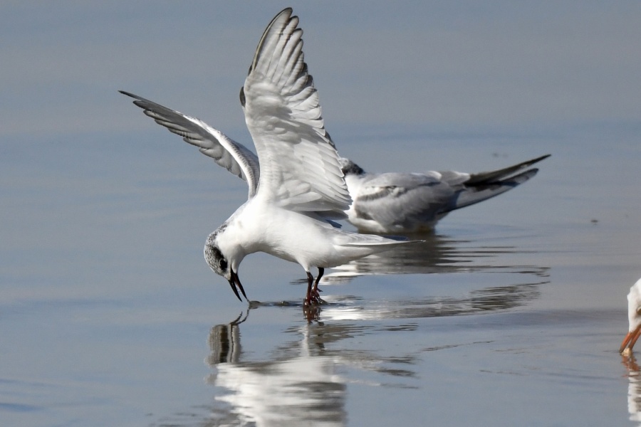 KUWAIT CITY, Dec. 26, 2019 (Xinhua) -- Birds forage on the waters in Kuwait City, Kuwait, Dec. 25, 2019. (Photo by Ghazy Qaffaf/Xinhua/IANS) by .