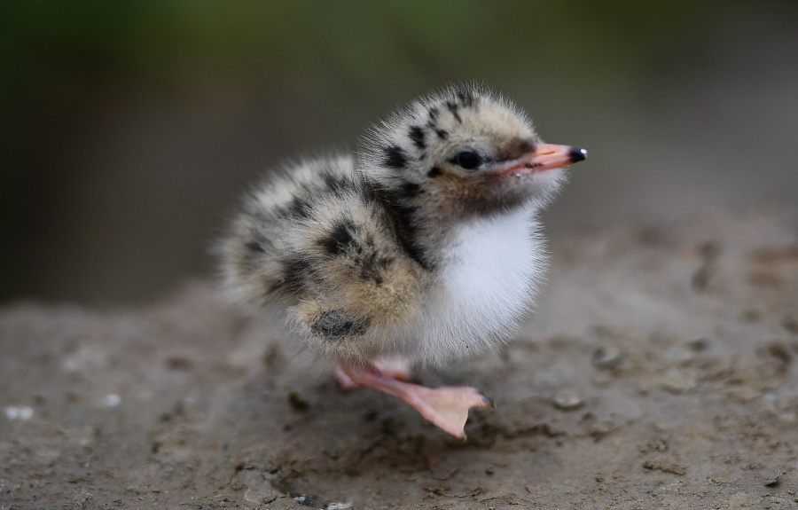 YANCHENG, June 30, 2019 (Xinhua) -- Photo taken on June 26, 2019 shows a fledging common tern at a milu deer conservation area at the Yellow Sea wetland in Yancheng, east China's Jiangsu Province. More than 300 common terns live on an island of the conservation area now. Thanks to the wetland protection by local government in recent years, more types of birds now live on the area. (Xinhua/Li Xiang/IANS) by .