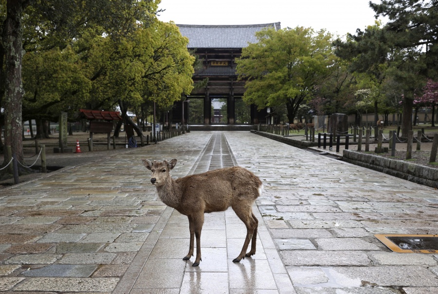 TOKYO, April 18, 2020 (Xinhua) -- A deer is seen at an empty scenic spot in Nara, Japan, April 18, 2020. Japan's health ministry and local governments said Saturday that the number of COVID-19 infections nationwide had risen to 10,098 cases as of Saturday afternoon, as the country enters the first weekend since a state of emergency was expanded nationwide in a bid to stem the spread of the virus. (Kyodo News/Handout via Xinhua/IANS) by . 