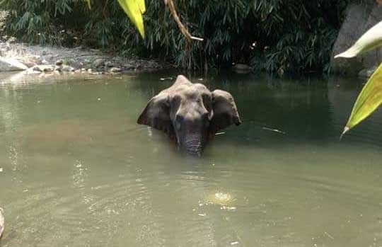 The Kerala Forest department has launched a 'manhunt' for those responsible for the death of a 15-year-old pregnant wild elephant, said an official. The elephant had died after being seriously injured by firecrackers hidden in a pineapple. Speaking to IANS Samuel Pachuau, the Wildlife Warden of the Silent Valley National Park, near here said this was a serious crime whosoever was behind it. According to Pachuau, some people had placed firecrackers inside a pineapple and this was eaten by the wild elephant and in the process of chewing the cracker burst and injured the elephant. by .