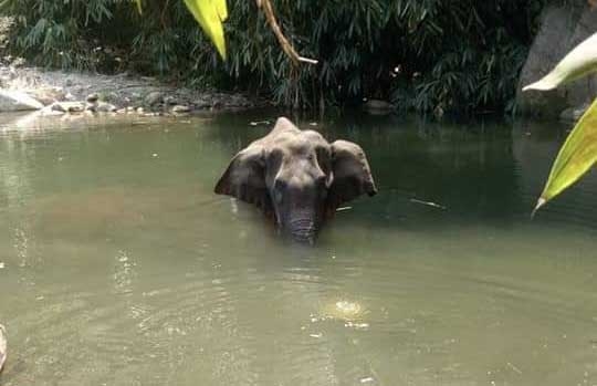 The Kerala Forest department has launched a 'manhunt' for those responsible for the death of a 15-year-old pregnant wild elephant, said an official. The elephant had died after being seriously injured by firecrackers hidden in a pineapple. Speaking to IANS Samuel Pachuau, the Wildlife Warden of the Silent Valley National Park, near here said this was a serious crime whosoever was behind it. According to Pachuau, some people had placed firecrackers inside a pineapple and this was eaten by the wild elephant and in the process of chewing the cracker burst and injured the elephant. by . 
