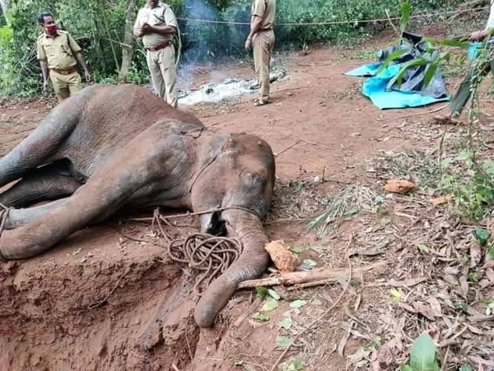 The Kerala Forest department has launched a 'manhunt' for those responsible for the death of a 15-year-old pregnant wild elephant, said an official. The elephant had died after being seriously injured by firecrackers hidden in a pineapple. Speaking to IANS Samuel Pachuau, the Wildlife Warden of the Silent Valley National Park, near here said this was a serious crime whosoever was behind it. According to Pachuau, some people had placed firecrackers inside a pineapple and this was eaten by the wild elephant and in the process of chewing the cracker burst and injured the elephant. by . 