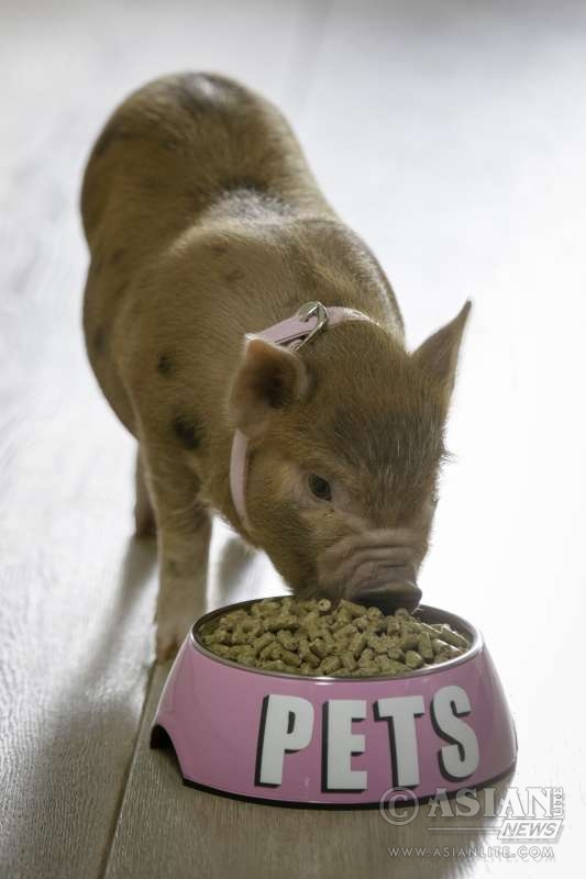 Tiddles the micro pig, steals the show for Ford as she encourages people to unlearn their thoughts on traditional family pets