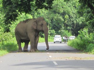 Jalpaiguri: A wild elephant blocks NH31 near Highway Gorumara forest at Jalpaiguri District of West Bengal on June 2, 2016. (Photo: IANS)